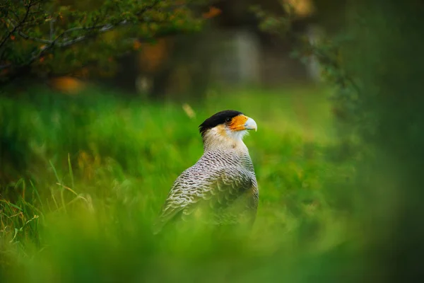 토레스 델 페인 국립 공원에 있는 Caracara의 새. 칠레 쪽 파 타고 니 아의가 — 스톡 사진