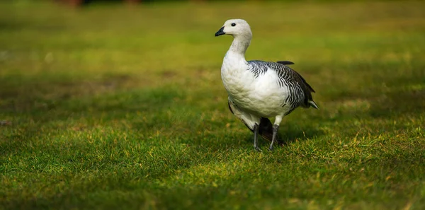 Bird in the Torres del Paine National Park. Autumn in Patagonia, the Chilean side — Stock Photo, Image