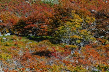 Parlak renkler sonbahar ve park Los Glaciares manzaralar. Patagonia, Arjantin tarafı düşmek