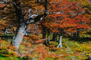 Parlak renkler sonbahar ve park Los Glaciares manzaralar. Patagonia, Arjantin tarafı düşmek