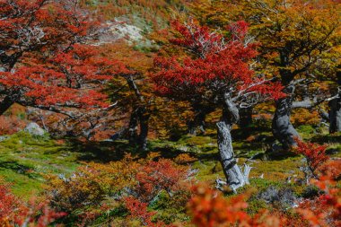 Parlak renkler sonbahar ve park Los Glaciares manzaralar. Patagonia, Arjantin tarafı düşmek