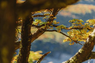 Parlak renkler sonbahar ve park Los Glaciares manzaralar. Patagonia, Arjantin tarafı düşmek