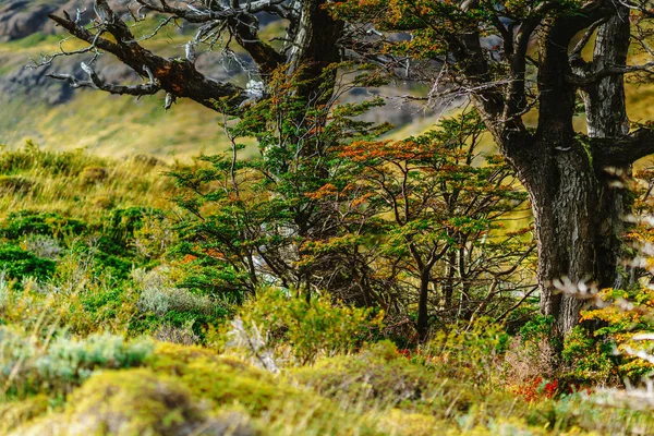 Pinturas brilhantes nas árvores do parque Torres del Paine. Outono na Patagônia, o lado chileno — Fotografia de Stock