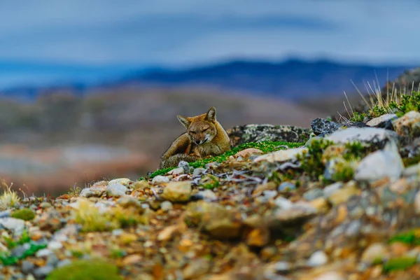 红狐在托雷斯的国家公园。秋天在巴塔哥尼亚, 智利边 — 图库照片
