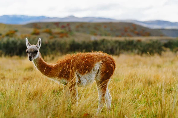 Guanaco a Torres del Paine Nemzeti Park. Őszi Patagonia, a Chilei oldalán — Stock Fotó