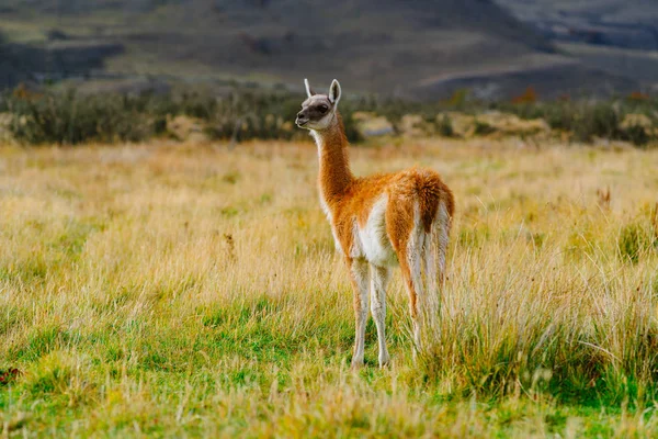 Guanaco in the Torres del Paine National Park. Autumn in Patagonia, the Chilean side — Stock Photo, Image