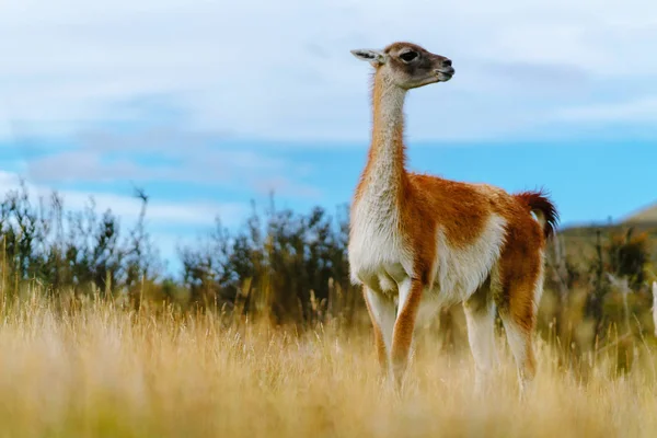 Torres del Paine Milli Parkı içinde çok. Patagonia, Şili yan sonbaharda