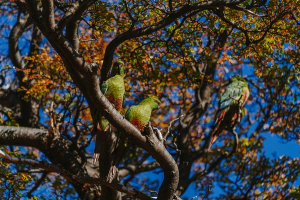 Parrot in the forests of the park Los Glaciares. Autumn in Patagonia, the Argentine side — Stock Photo, Image