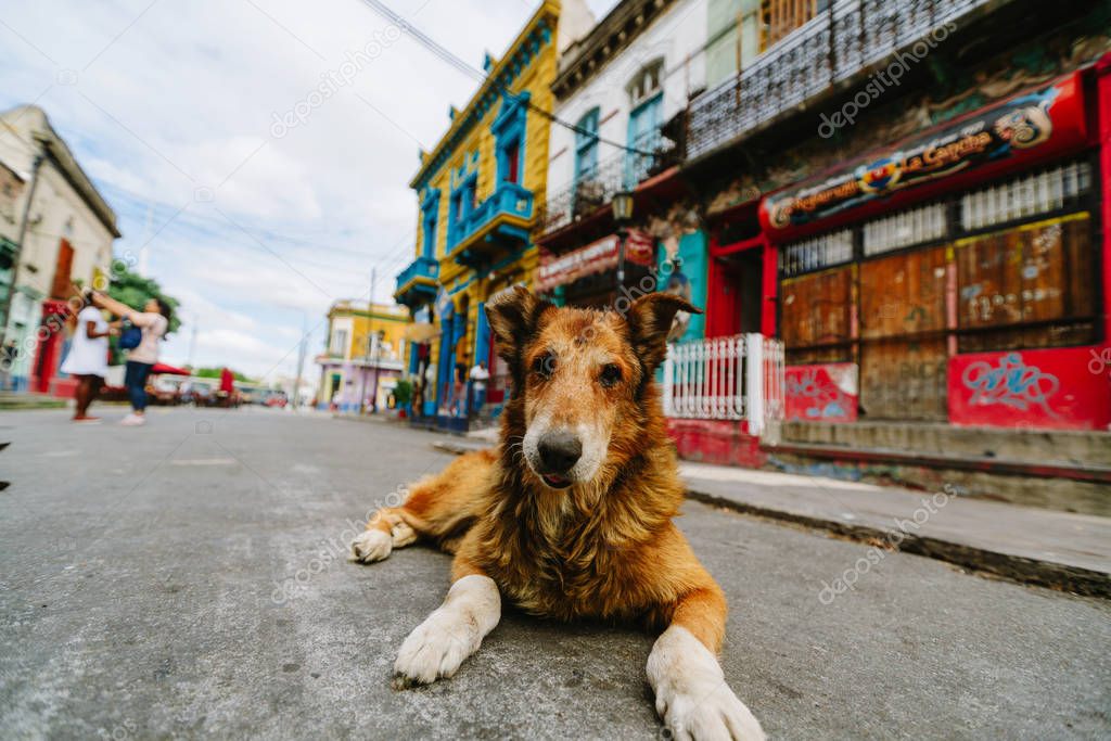 Dog in the colorful and vibrant area of La Boca, its Caminito in Buenos Aires.
