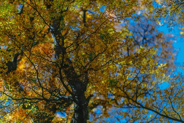 Bright colors of autumn and landscapes of the park Los Glaciares. Fall in Patagonia, the Argentine side — Stock Photo, Image