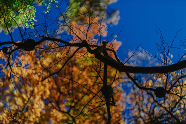 Cores brilhantes de outono e paisagens do parque Los Glaciares. Queda na Patagônia, o lado argentino — Fotografia de Stock