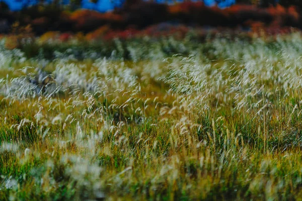 Landscape view taken during a walk in the park Los Glaciares National Park. Autumn in Patagonia, the Argentine side — Stock Photo, Image