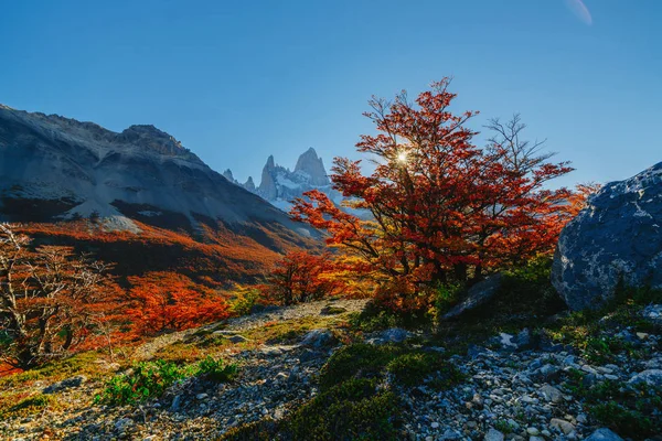 Heldere kleuren van de herfst en landschappen van het park Los Glaciares. Vallen in Patagonië, de Argentijnse kant — Stockfoto