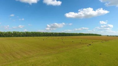 Havadan görünümü nehir, orman, alanlar, inek ve Chirichkasy Köyü, Çuvaşistan Cumhuriyeti yakınındaki çobanlar sürüsü. Rusya