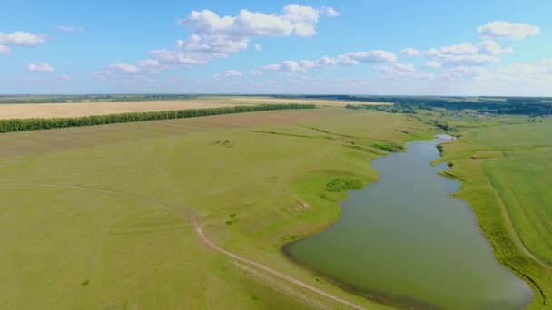 Vista aérea del río, bosque, campos, una manada de vacas y pastores cerca del pueblo de Chirichkasy, República Chuvash. Rusia — Vídeo de stock