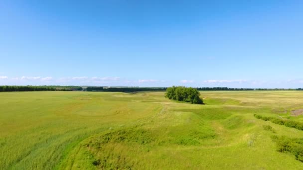 Flygfoto över floden, skog, fält, en flock kor och herdar nära byn av Chirichkasy, Tjuvasjiska republiken. Ryssland — Stockvideo