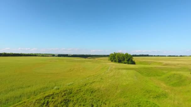 Vue aérienne de la rivière, la forêt, les champs, un troupeau de vaches et de bergers près du village de Chirichkasy, République de Chuvash. Russie — Video