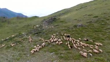 Hava görünümünden hill, bir çoban ve otlatma yamacında koyun sürüsü. Altay, Rusya Cumhuriyeti