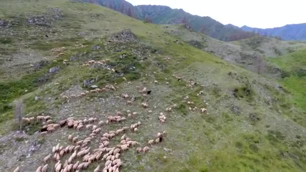 Een zicht vanuit de lucht op de heuvel, een herder en een kudde schapen laten grazen op de helling. De Republiek Altaj — Stockvideo