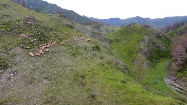 Blick aus der Luft auf den Hügel, ein Schäfer und eine Schafherde, die am Hang weiden. die republik altai, russland — Stockvideo