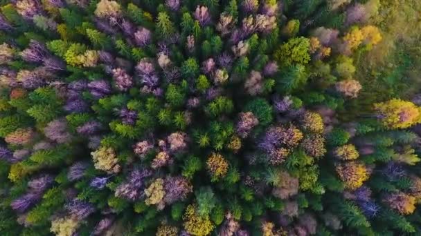 Luftaufnahme des Herbstwaldes in der Kaluga-Region. Russland — Stockvideo