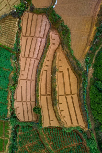 Vista aérea das plantações de chá na ilha do Sri Lanka — Fotografia de Stock