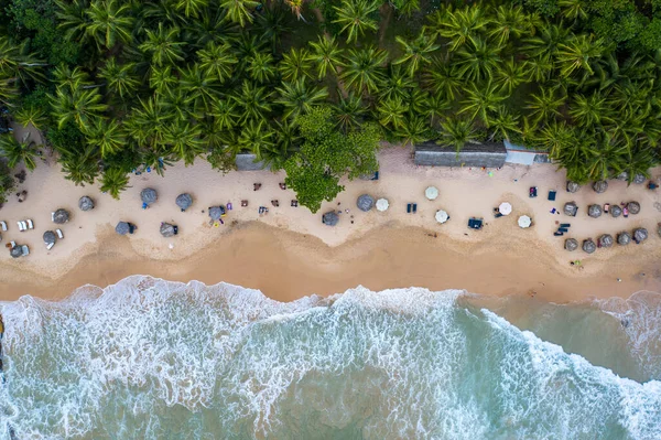 Palmiye ağaçlarının havadan görünüşü, Hint Oken kıyı şeridi ve bungalovlar. Sri Lanka Adası.