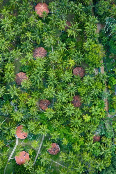 Palmiye ağaçlarının havadan görünüşü, Hint Oken kıyı şeridi ve bungalovlar. Sri Lanka Adası.