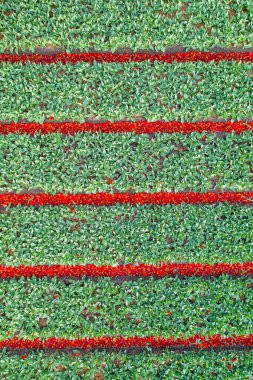 Keukenhof bölgesinde lalenin hava görüntüsü ekildi. Hollanda 'da İlkbahar