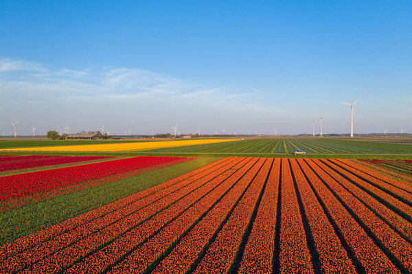 Aerial view of tulip planted fields in the Dronten area. Spring in the Netherlands