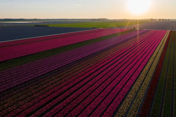 Vista aérea de los campos plantados de tulipanes en el área de Dronten. Primavera en los Países Bajos —  Fotos de Stock