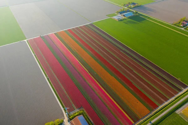 Vista aérea de los campos plantados de tulipanes en el área de Dronten. Primavera en los Países Bajos —  Fotos de Stock