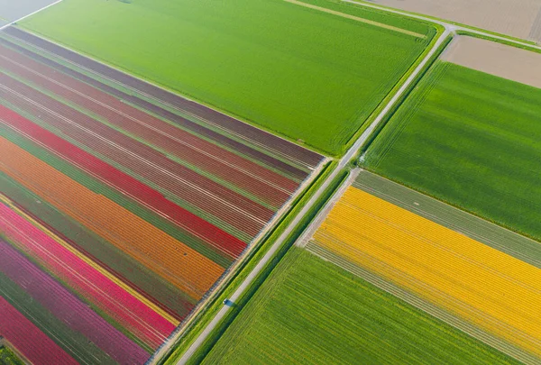 Letecký pohled na tulipánová pole v oblasti Drontenu. Jaro v Nizozemsku — Stock fotografie