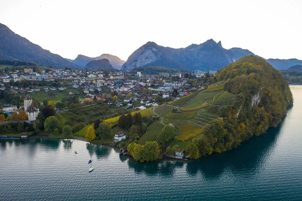 Spiez kasabası yakınlarındaki Thunersee gölü ve üzüm bağlarının hava manzarası. Sonbaharda İsviçre