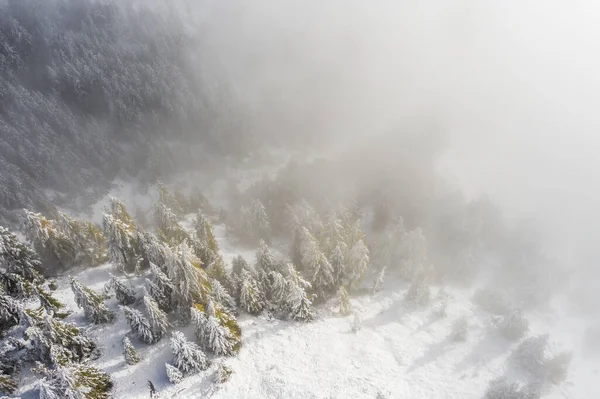 Aerial view of a forest covered with fresh snow and clouds in the Aletsch Arena area. Switzerland in the fall
