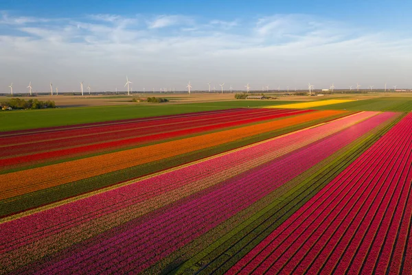 Vista aérea de campos de tulipas plantadas na área de Dronten. Primavera nos Países Baixos — Fotografia de Stock