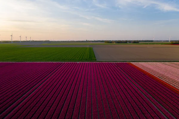 Vista aérea de los campos plantados de tulipanes en el área de Dronten. Primavera en los Países Bajos —  Fotos de Stock