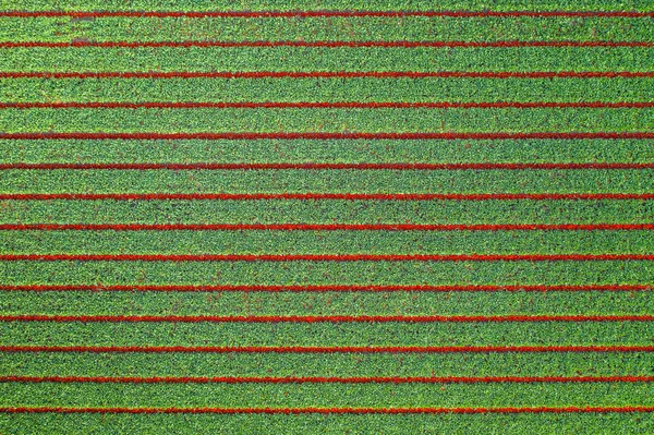 Aerial view of tulip planted fields in the Keukenhof district. Spring in the Netherlands