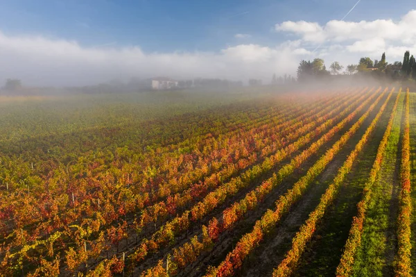 Veduta aerea di un paesaggio rurale durante l'alba in Toscana. Azienda agricola, vigneti, campi verdi, luce solare e nebbia. Italia, Europa . — Foto Stock