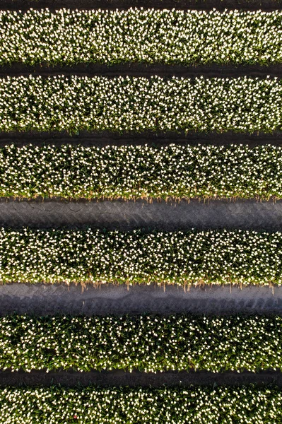 Letecký pohled na tulipánová pole v oblasti Drontenu. Jaro v Nizozemsku — Stock fotografie