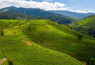 Sri Lanka adasındaki çay tarlalarının havadan görünüşü