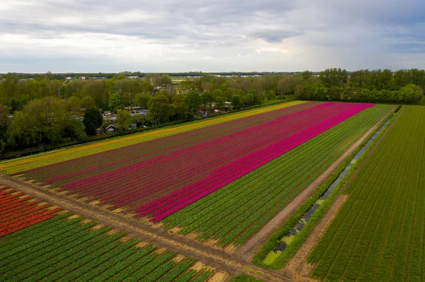 Vista aérea de los campos plantados de tulipanes en el distrito de Keukenhof. Primavera en los Países Bajos —  Fotos de Stock