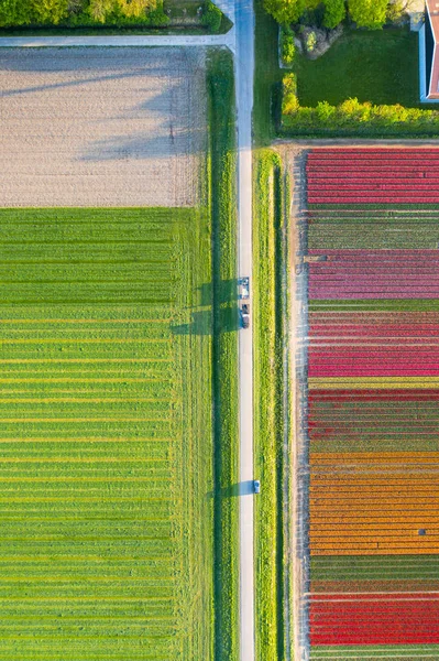 Vista aérea de los campos plantados de tulipanes en el área de Dronten. Primavera en los Países Bajos —  Fotos de Stock