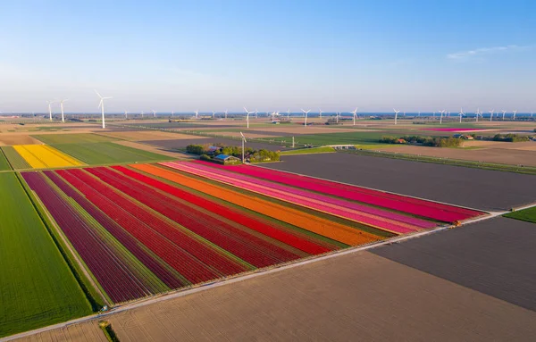Vista aérea de campos de tulipas plantadas na área de Dronten. Primavera nos Países Baixos — Fotografia de Stock