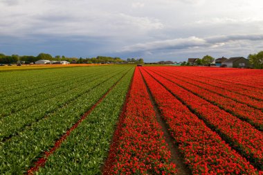 Keukenhof bölgesinde lalenin hava görüntüsü ekildi. Hollanda 'da İlkbahar