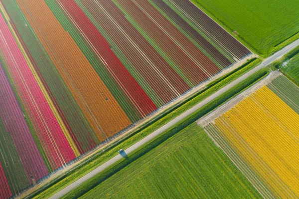 Vista aérea de los campos plantados de tulipanes en el área de Dronten. Primavera en los Países Bajos —  Fotos de Stock