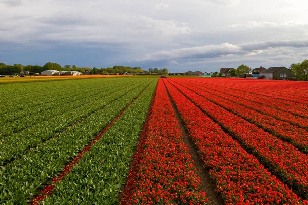 Vista aérea de campos de tulipas plantadas no distrito de Keukenhof. Primavera nos Países Baixos — Fotografia de Stock