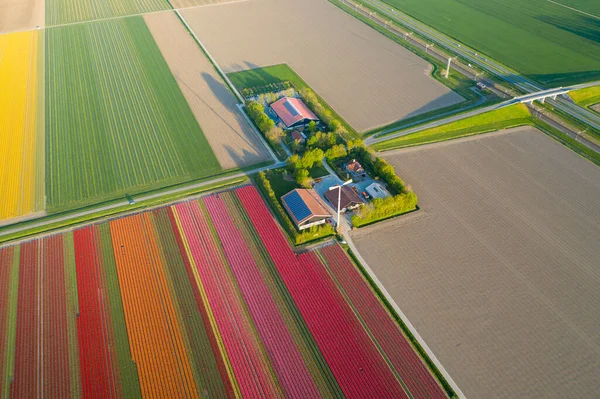 Vista aérea de los campos plantados de tulipanes en el área de Dronten. Primavera en los Países Bajos — Foto de Stock