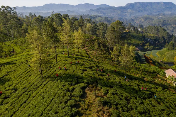 Vue aérienne d'une plantation et de personnes cueillant du thé sur l'île de Sri Lanka — Photo