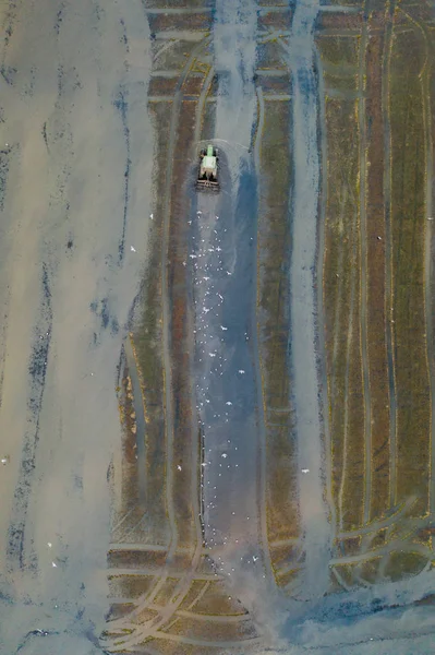 Widok z powietrza na pola ryżowe, stada ptaków i maszyny rolnicze podczas zachodu słońca nad jeziorem Albufera. Wspólnota Walencka — Zdjęcie stockowe